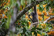 Black gibbon