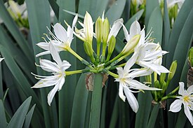 Kalliomerinarsissi Pancratium illyricum