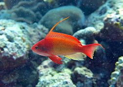 Un barbier rouge (Pseudanthias squamipinnis)