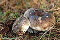 Russula.nigricans