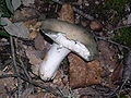 Russula grisea