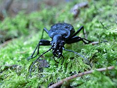 Carabus (Carabus variolosus)