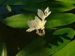 Aponogeton distachyos.