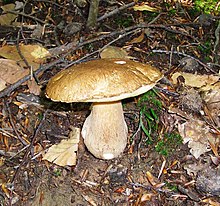 Печурка Пролетен вргањ (Boletus reticulatus)