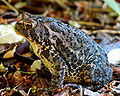 Bufo americanus americanus vu de près.