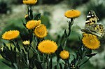 Helichrysum setosum