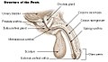 Structure of the penis