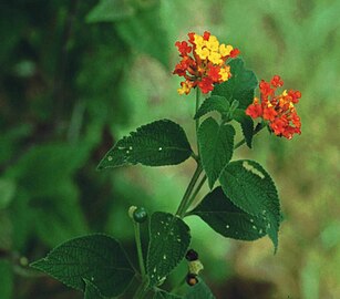 Scarlet flowers on branch in Costa Rica