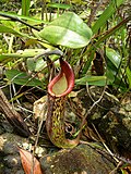 Thumbnail for Nepenthes fusca