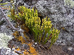 Psilotum nudum