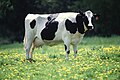 A Holstein Fresian cow, a typical member of the Bos taurus taurus sub-species