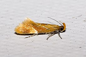 Epicallima formosella