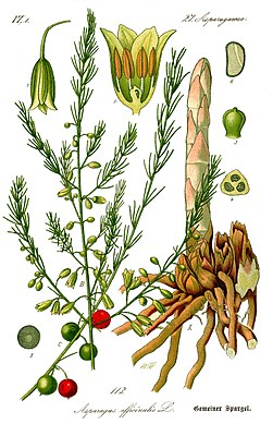 Asparagus officinalis, tiaknang