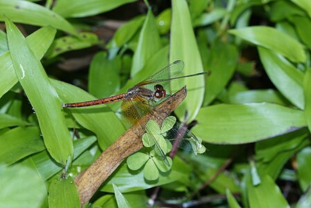 Neurothemis intermedia (ആൺതുമ്പി)