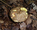 Cuticule tesselée (Xerocomus chrysenteron)