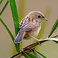 Golden-headed cisticola