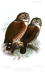 Miniatura para Glaucidium griseiceps