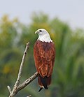 Thumbnail for Brahminy kite