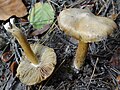 Inocybe cookei