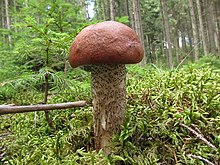 Leccinum vulpinum 517473.jpg