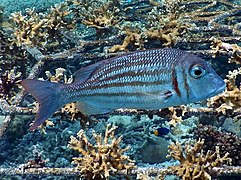 Un empereur orné (Lethrinus ornatus)