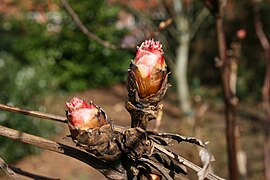 Paeonia suffruticosa, spring buds