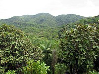 Naturreservat Vallée de Mai