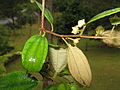 Bunga pokok bidara