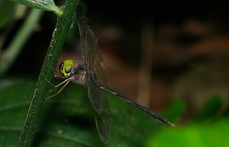 Zyxomma petiolatum (ആൺതുമ്പി)