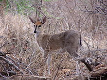 Common Duiker1.jpg