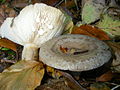 !Lactarius blennius!