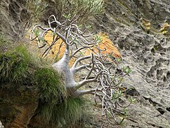 Pachypodium Rosulatum Gracilius (« pied d'éléphant »).