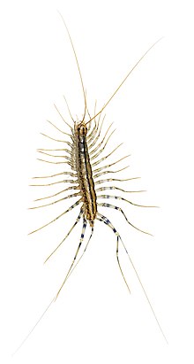 Scutigera coleoptrata MHNT.jpg