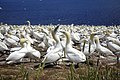 Northern gannets breeding in large colony in Canada