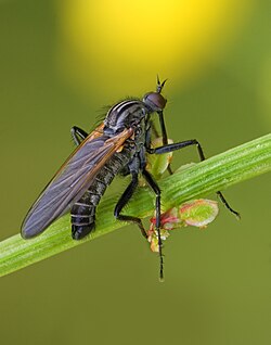 Empis tessellata