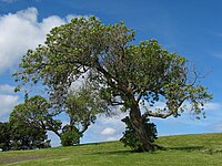 Haut : arbre photographié sur une longueur d'onde proche de l'infrarouge. Bas : même arbre, dans le spectre visible.