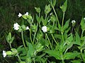 Baltasis šakinys (Silene latifolia)