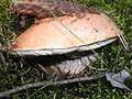 Leccinum versipelle