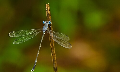 Lestes praemorsus (ആൺതുമ്പി)