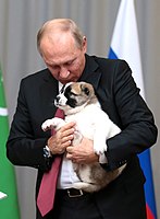 Vladimir Putin dengan Verni sebagai anak anjing pada tahun 2017