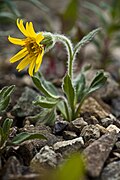 Arnica lessingii (Alaska, États-Unis).