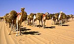 Kulturrouten der Sahara-Wüste: die Salzstraße