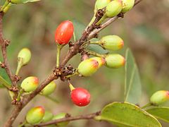 Erythroxylum deciduum.