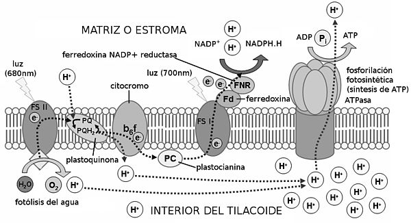 Esquema de la etapa fotoquímica, que se produz nos tilacoides.