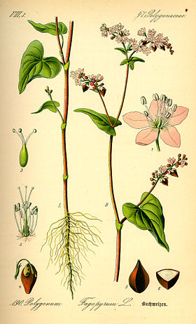 Fagopyrum esculentum