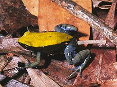 Mantella expectata