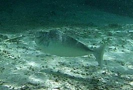 Un nason à gros nez (Naso tuberosus)