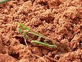 Le criquet sénégalais (Oedaleus senegalensis) est endémique des plantations de la région.