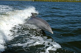 Tursiops truncatus (Delphinidae)