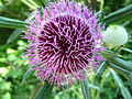 Cardigassa (Cirsium eriophorum) - Flora de Pardines